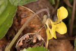 Roundleaf yellow violet